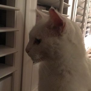 Meet your Posher, Tedi